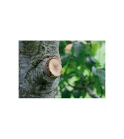 Coupe-branches à Enclume Smartcut Comfort Gardena -Promos Jardin Pro Magasin 641da670d3f468.10738563